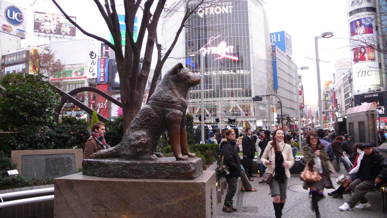 Tokyo dogs. Станция Сибуя в Токио. Станция Сибуя Хатико. Памятник Хатико.