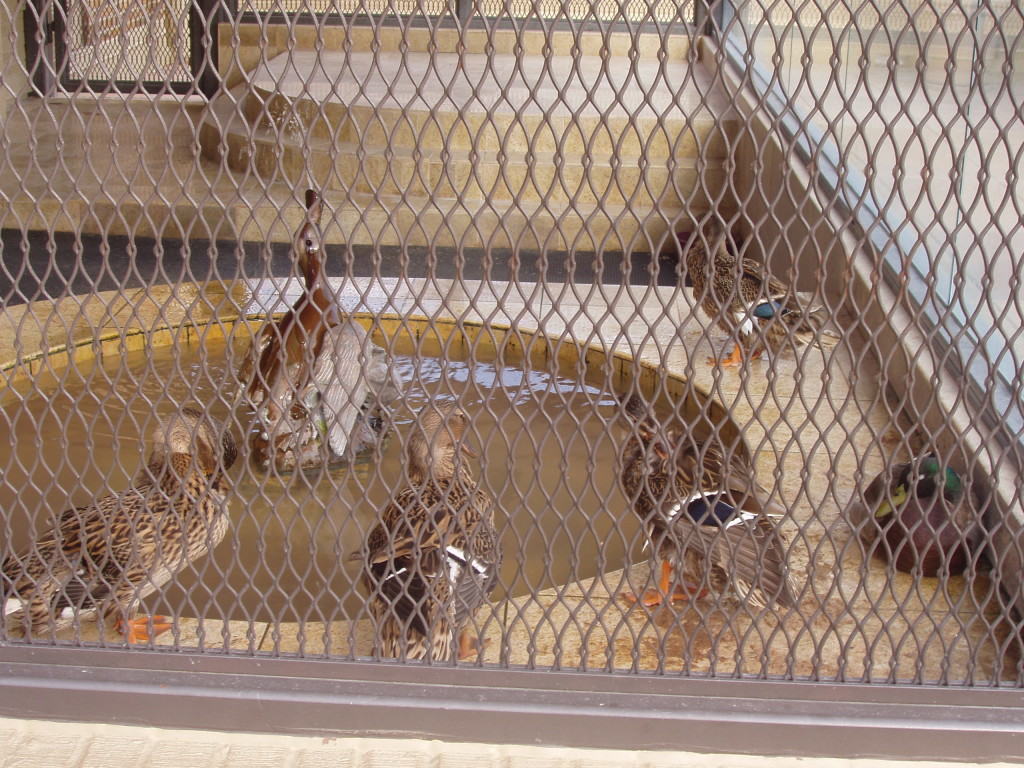 The Peabody Ducks - Barbara Lowell Children's Book Author