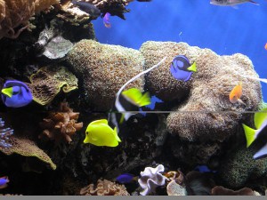 Underwater-Ocean-Life_HD_for_Iphone_chillcover.com_