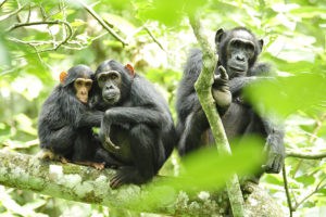 chimpanzees_in_uganda_5984913059