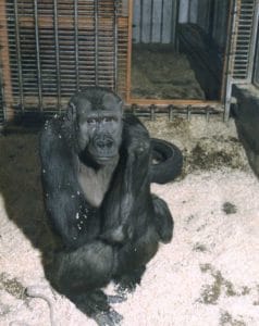 Meet 'Ivan': The Gorilla Who Lived In A Shopping Mall : NPR