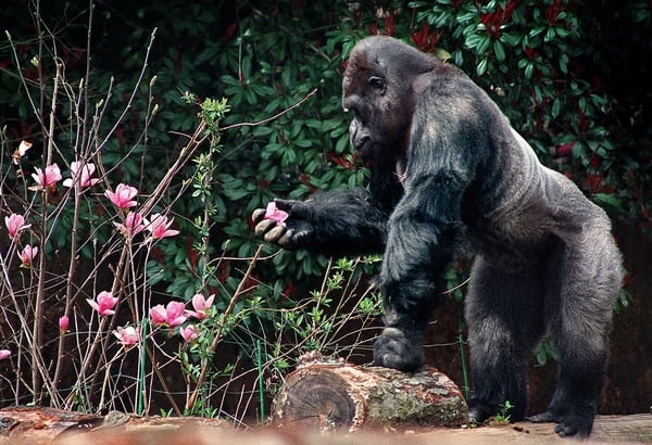 Ivan: The Remarkable True Story Of The Shopping Mall Gorilla Archives ...